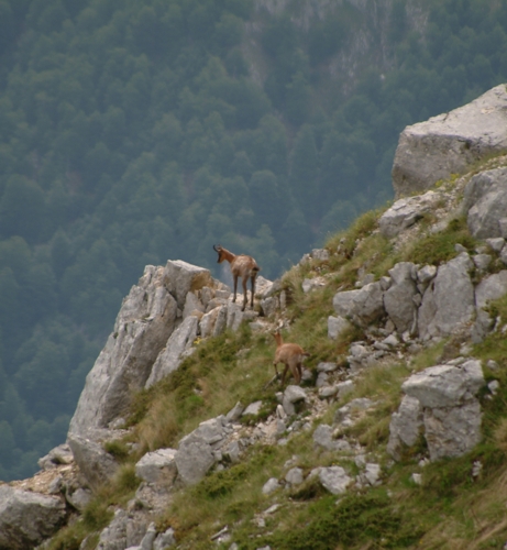 Camoscio d''Abruzzo Rupicapra pyrenaica ornata